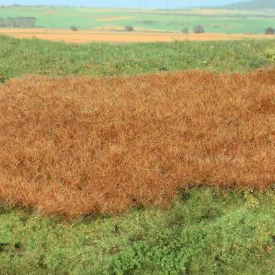 Heki 15792 decovlies Wildgras u0027Spätherbstu0027 28 x 14 cm Top-Preis