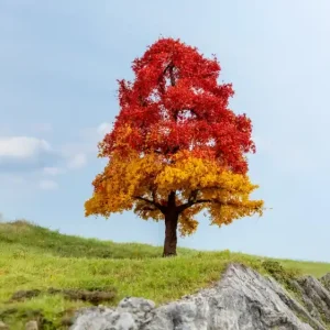 Abverkauf Noch 20114 H0 Eiche, herbstlich