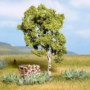 Abverkauf Noch 21640 Birke 11,5 cm