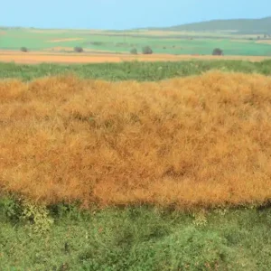 Günstig Heki 15791 - decovlies Wildgras, Frühherbst, 28 x 14 cm