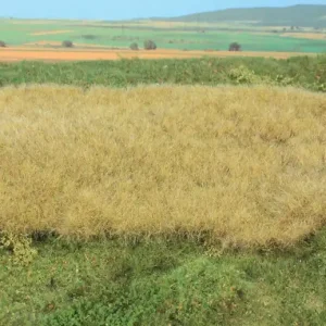 Nur Heute Heki 15790 - decovlies Wildgras, Heuwiese, 28 x 14 cm