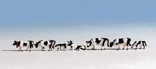 Abverkauf Noch 45721 - Kühe, schwarz/weiß